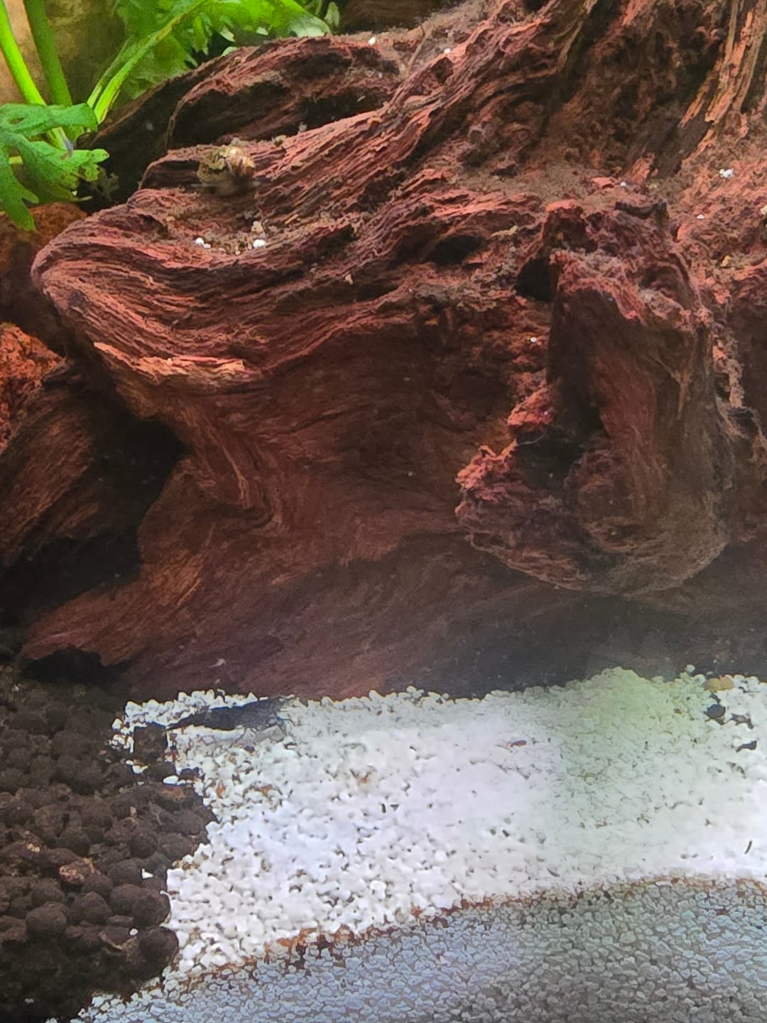 Customer photo review of Skittles Shrimp