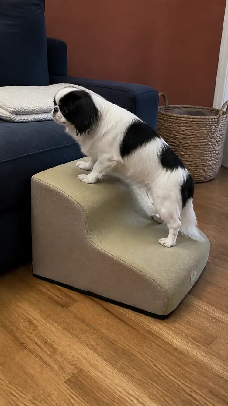 Customer photo review of Gentle Slope Pet Ramp for Beds & Sofas