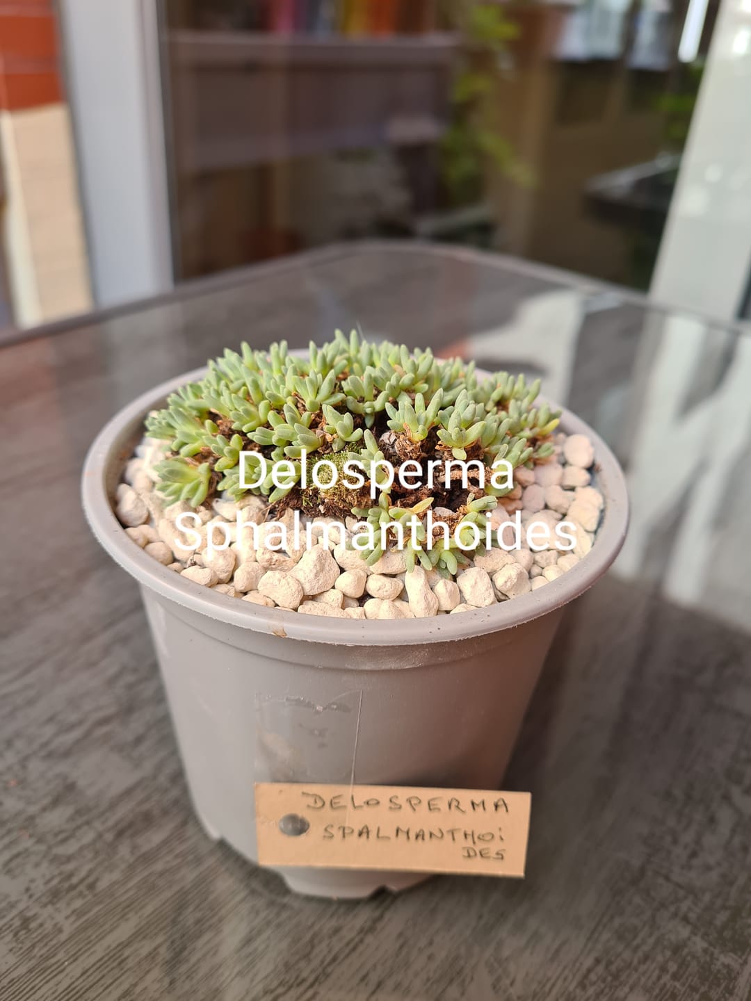 Customer photo review of Delosperma Sphalmanthoides