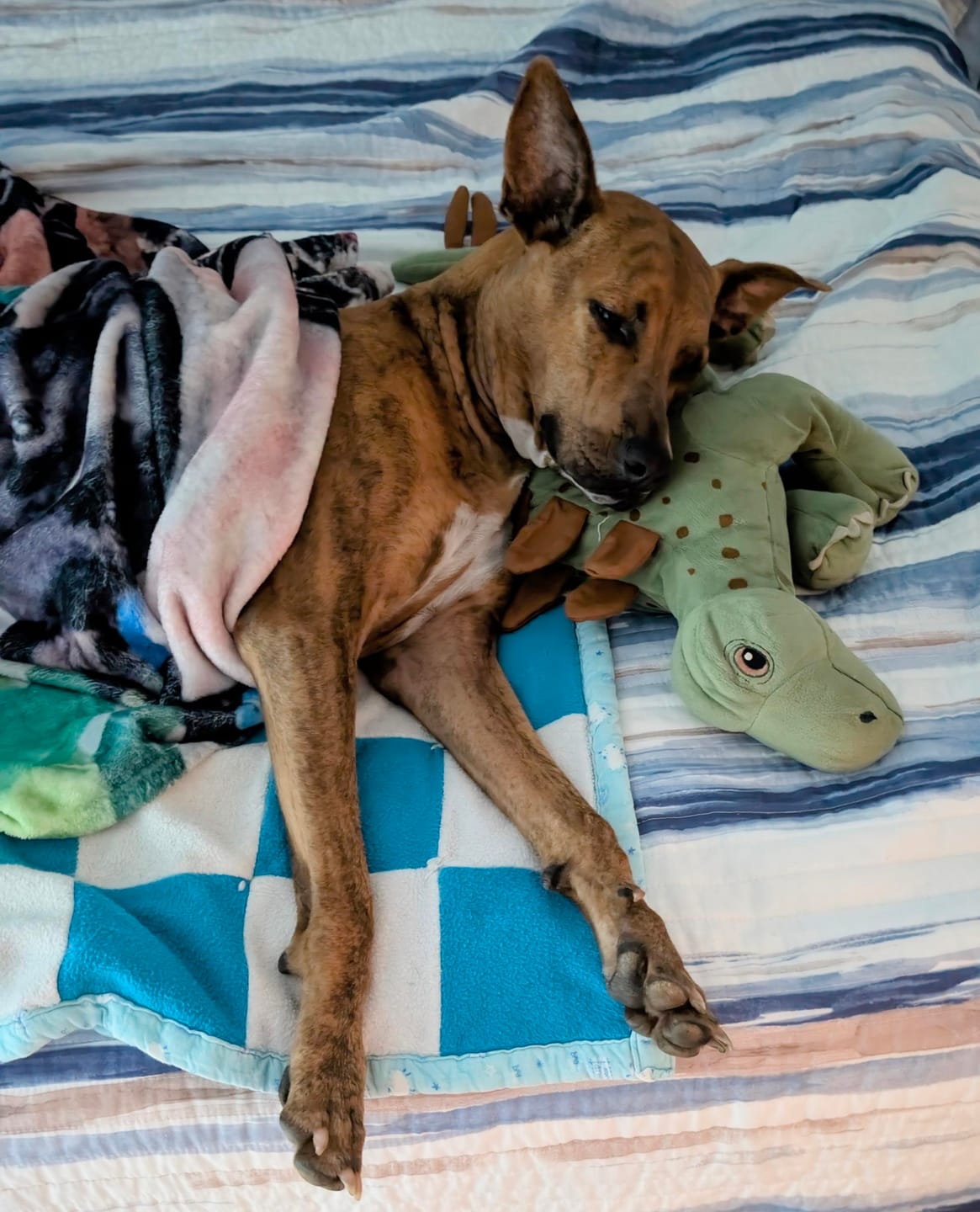 Customer photo review of CBG Pet Balm