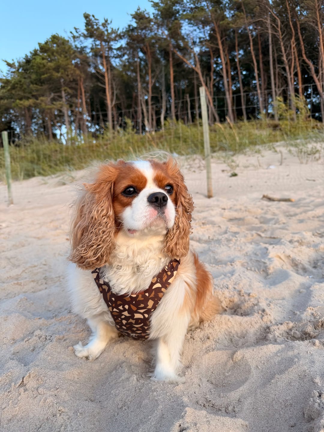 Customer photo review of Szelki bezuciskowe "Brownie Terrazzo" - złote okucia