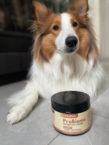 Customer's ProBiome狗狗益生菌軟粒包裝盒放在一隻毛茸茸的牧羊犬前方地面上