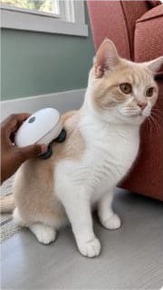 Customer photo review of Viva Pet Spa Handheld Massager