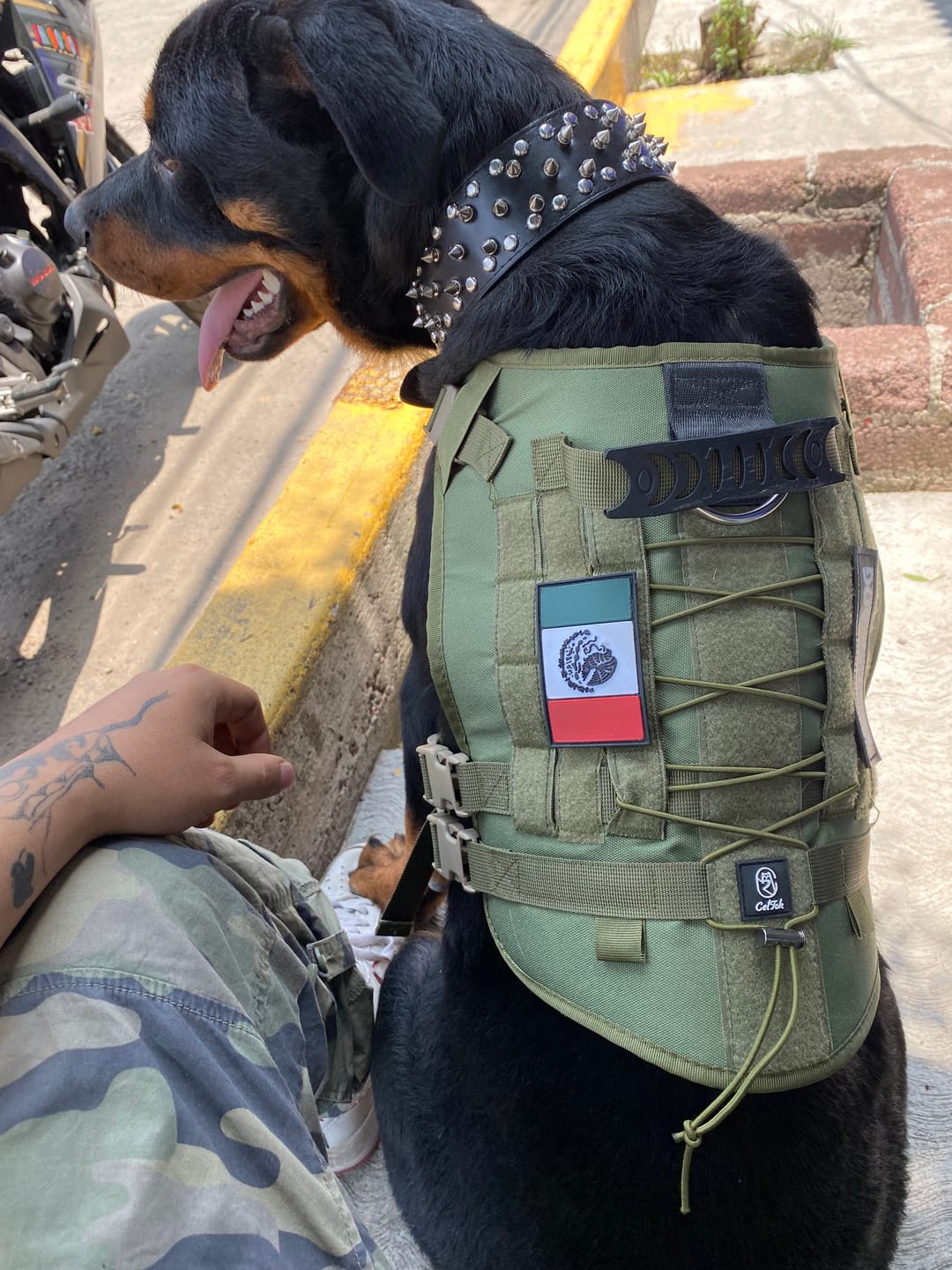 Customer photo review of CT1972 1 Pieza De Pechera Para Mascota