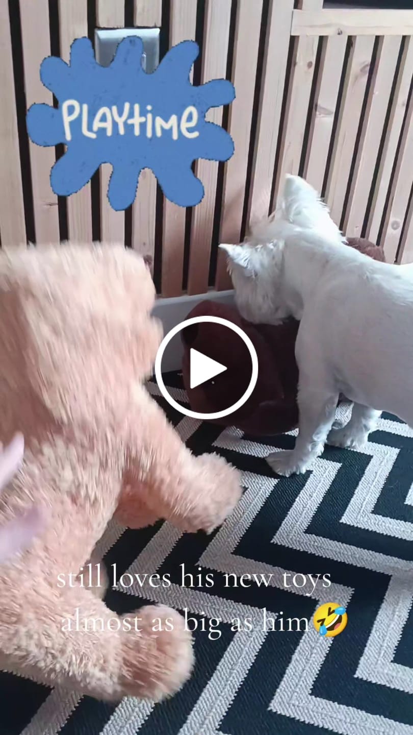 Customer video review of Muttley Crew Selection