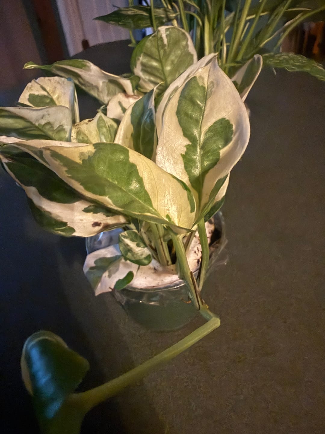 Customer photo review of RARE Pothos Njoy FULL Pot 4”Pot- White Variegated Indoor Vines - Low light plant Houseplant- Easy care - Natural source of joy and pure air.