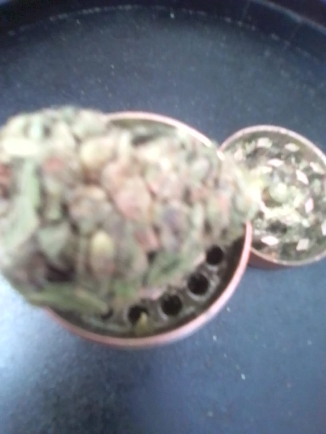 Customer photo review of Guava Lato - 28 Grams - Hybrid