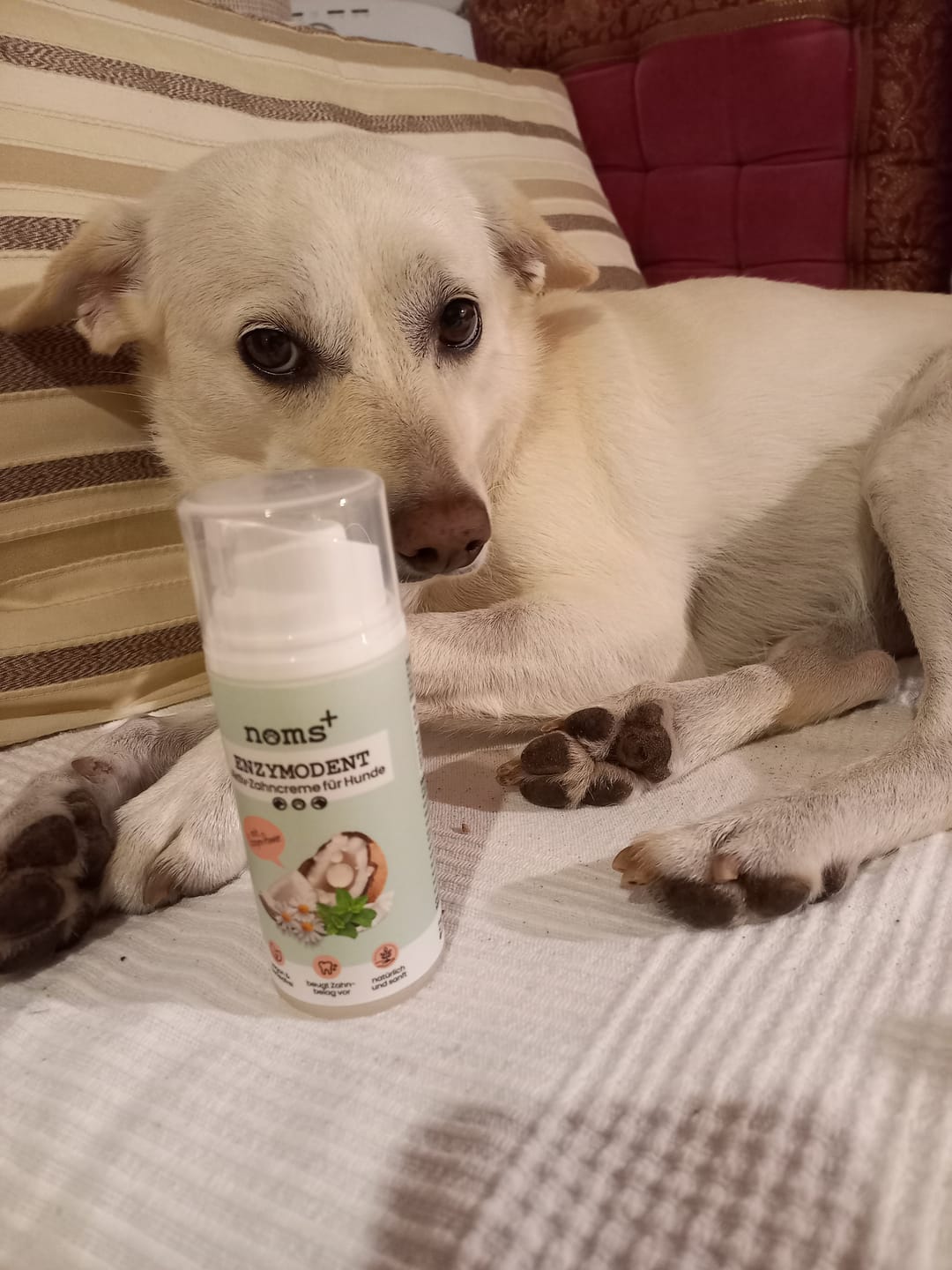 Customer photo review of Enzymodent Zahnpasta für Hunde