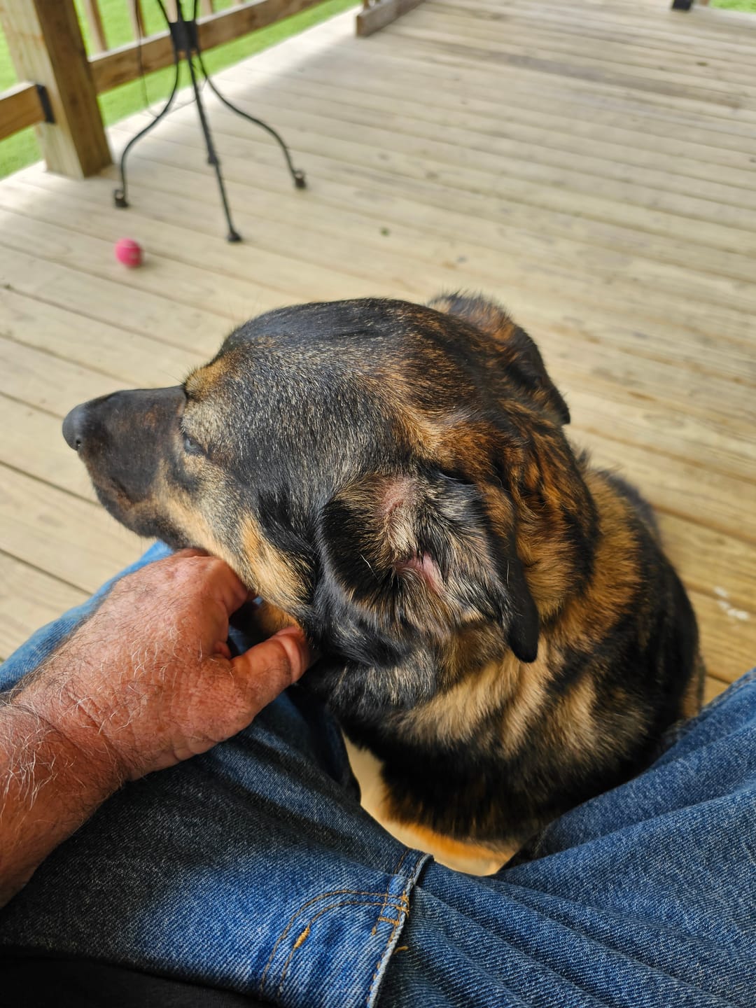 Customer photo review of FurLife™ - 12 Months All Natural Flea and Tick Tags for Dogs