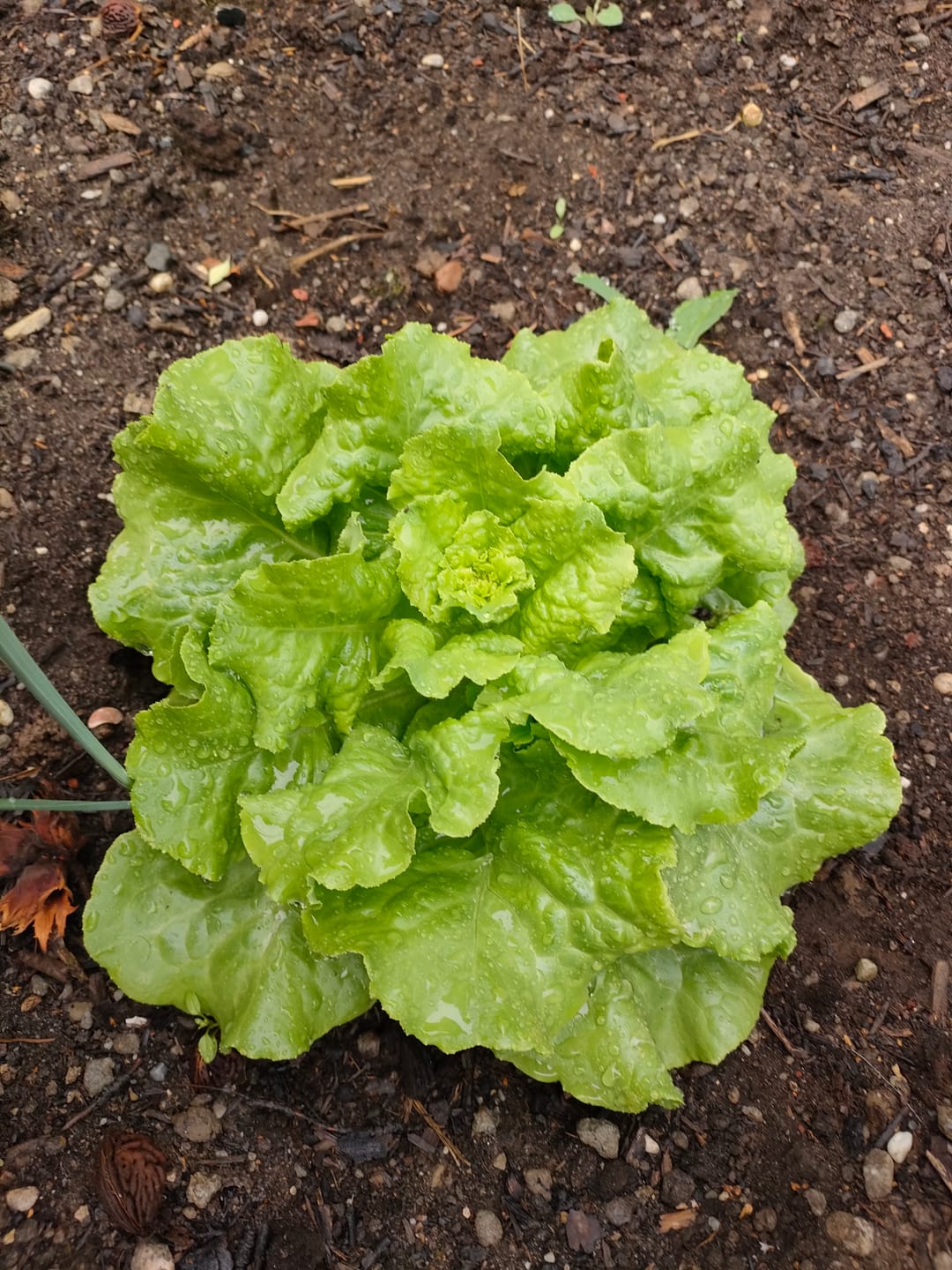 Customer photo review of Kopfsalat ‘Summertime‘