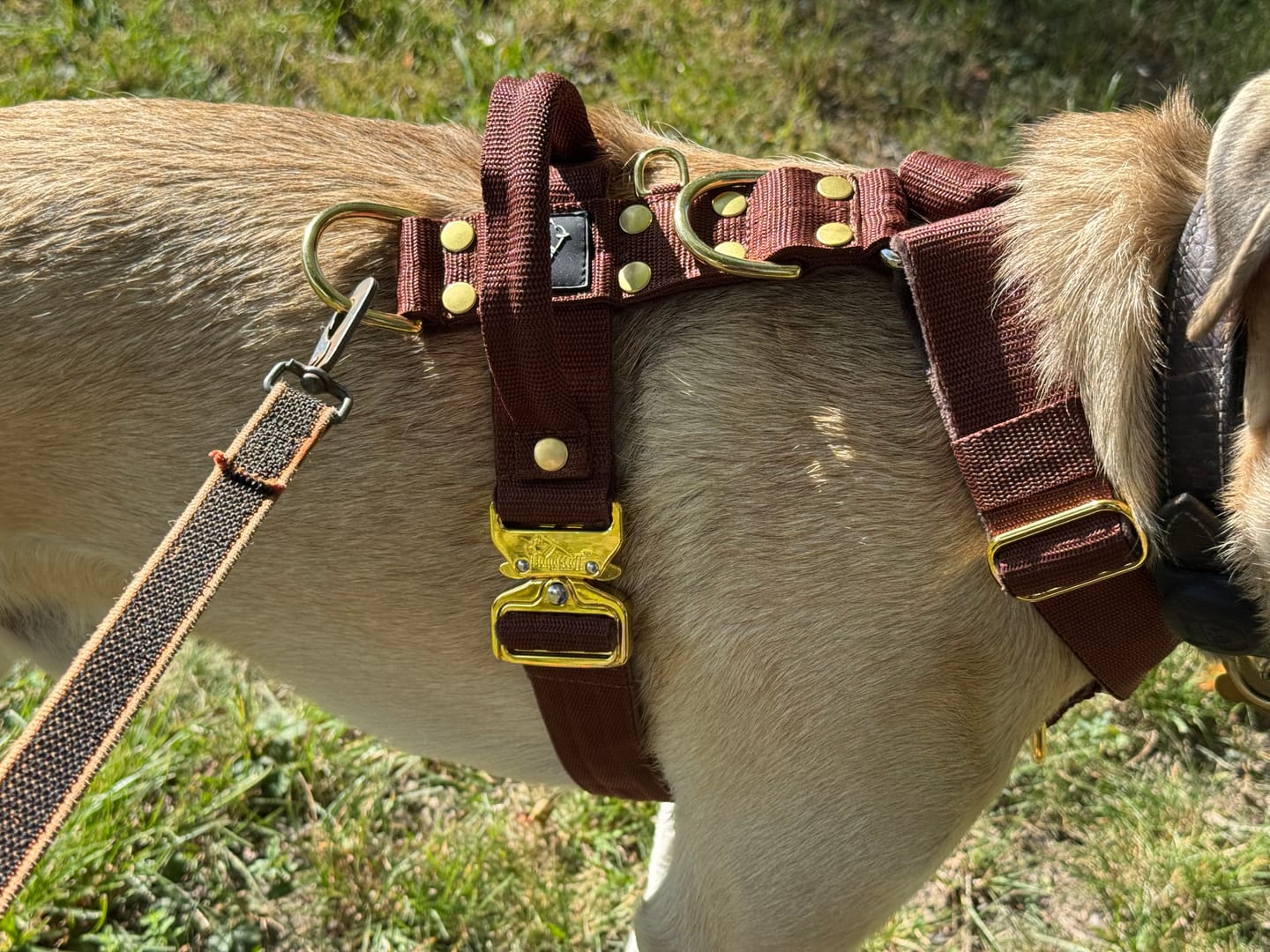 Customer photo review of Easy Walk Extreme Gold Buckle Dark Brown - Sele med snabbspänne