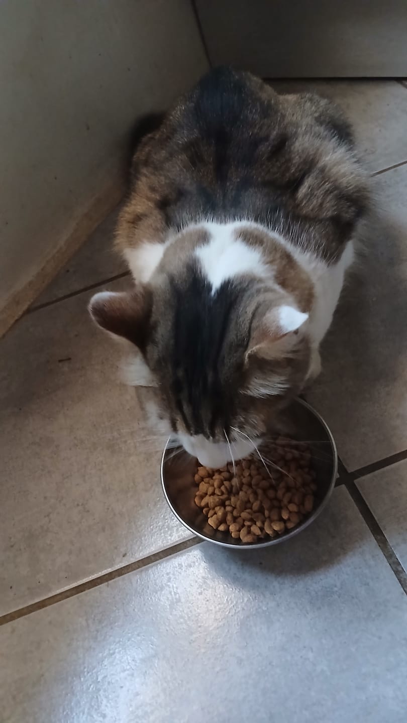 Customer photo review of Croquettes de volaille riches en ingrédients frais (Chat adulte)