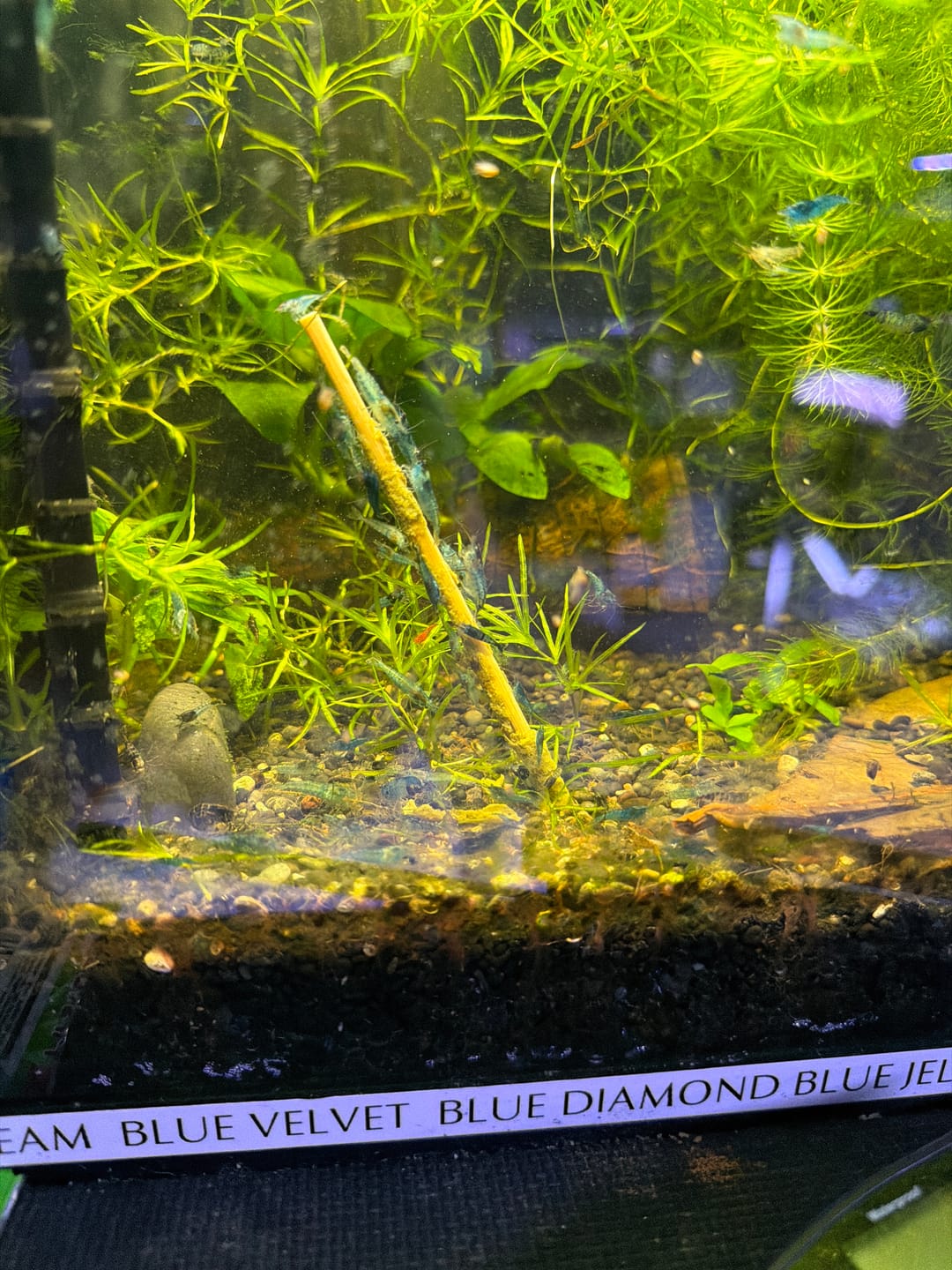 Customer photo review of Shrimp Pops By SAS