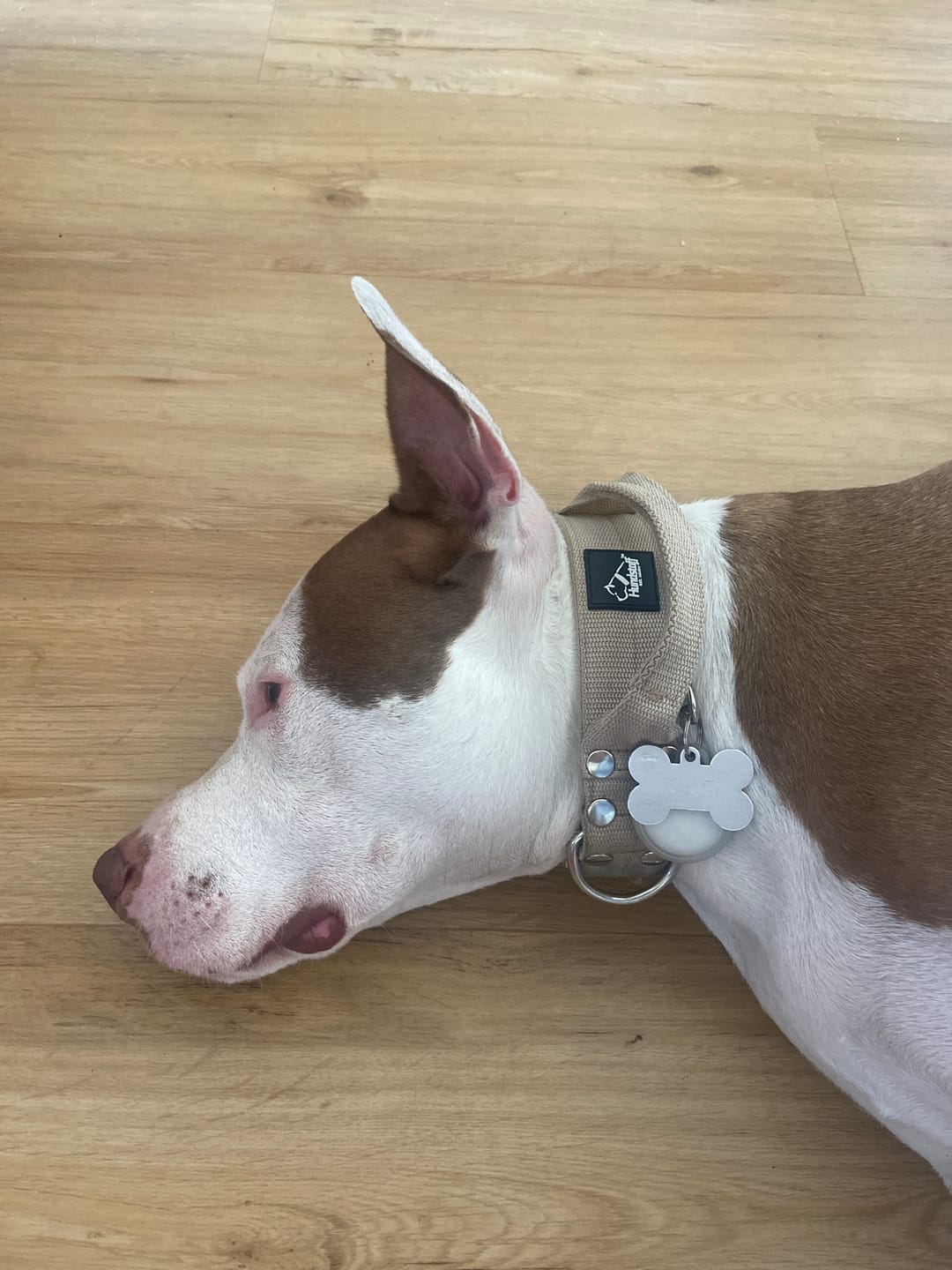 Customer photo review of Extreme Silver Buckle Beige - Starkt och säkert halsband