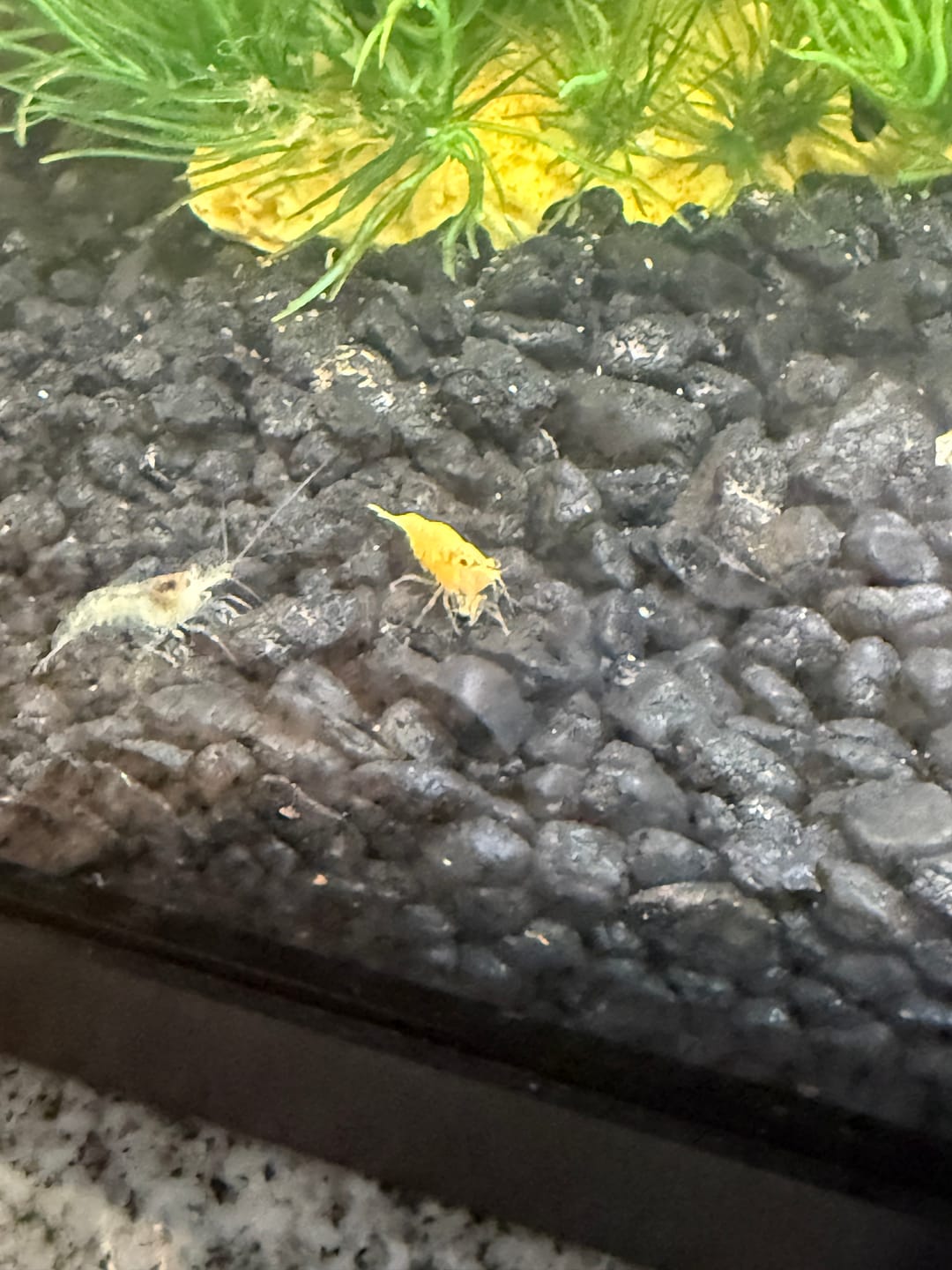 Customer photo review of Skittles Shrimp