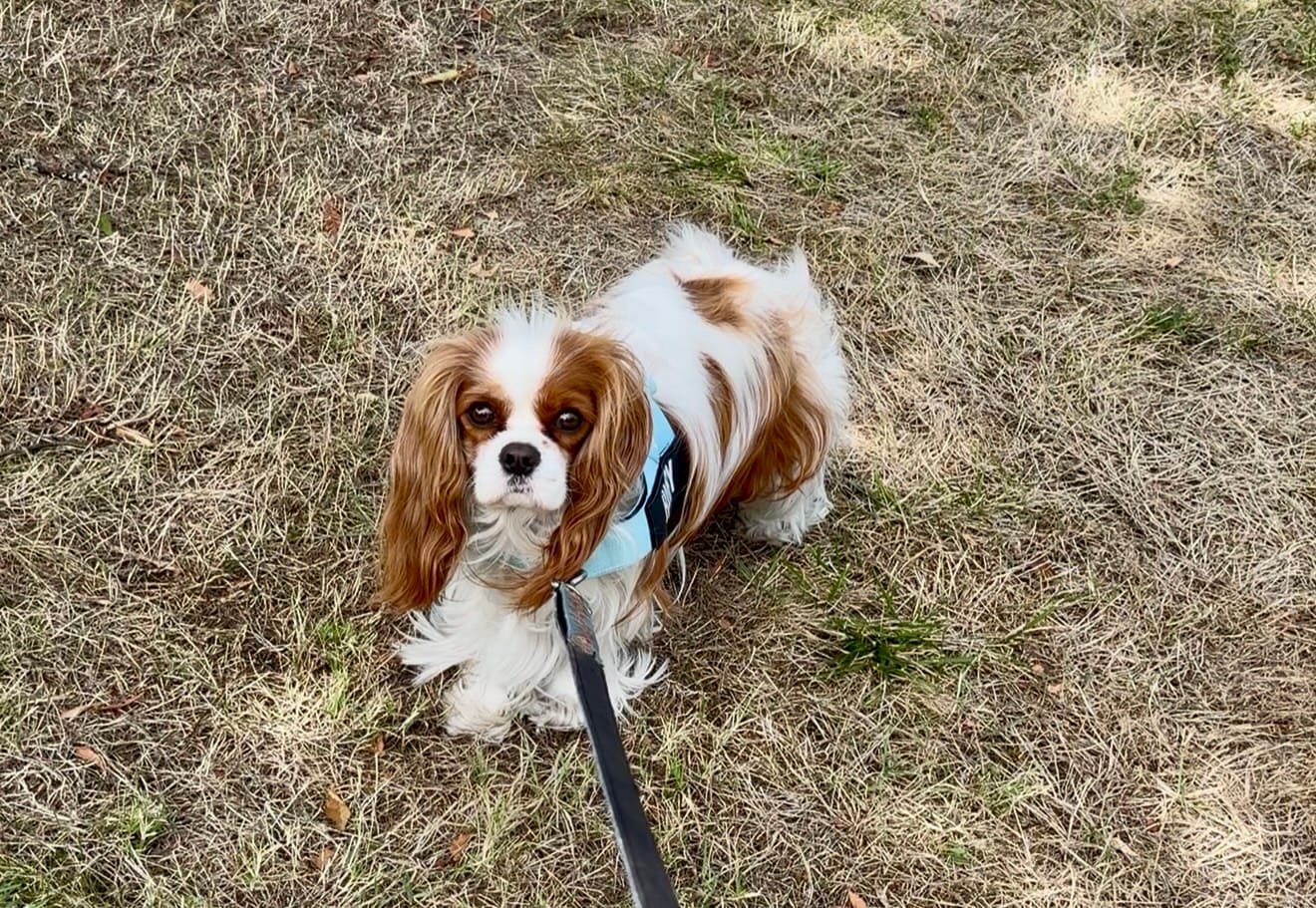 Customer photo review of No-Pull Harness [Free Today]