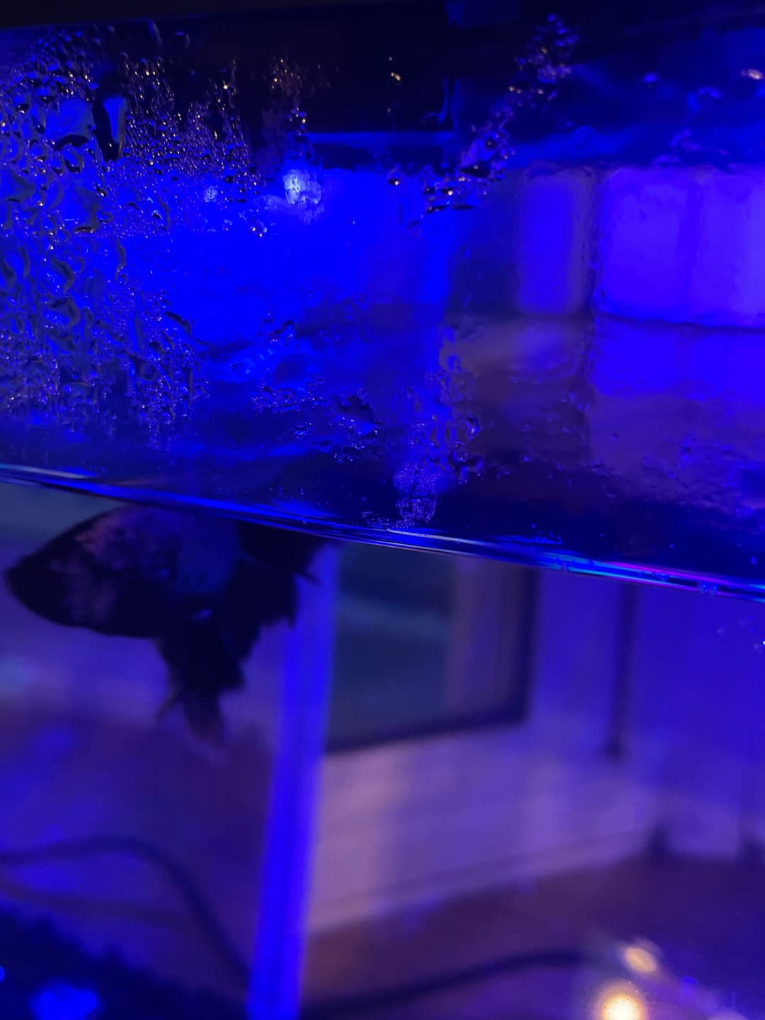 Customer photo review of Black Copper Halfmoon Male Betta Fish