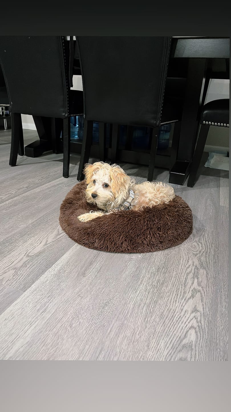 Customer photo review of The Original Fluffy Bean® Pet Bed