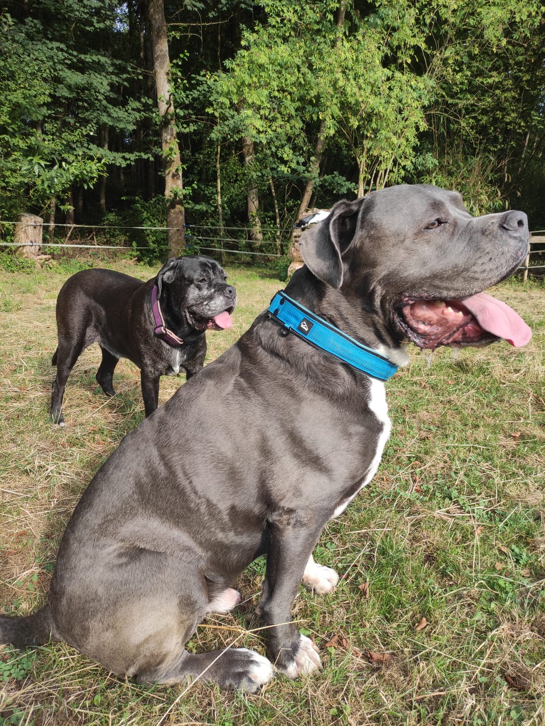 Customer photo review of Martingale Black Edition Ocean Blue - Brett fodrat halsband halvstryp