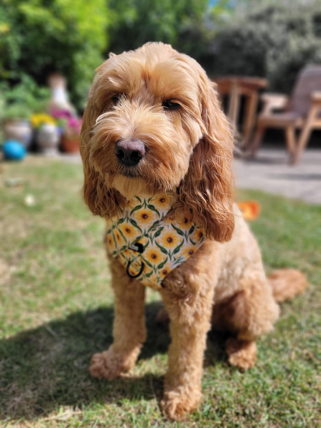 Customer photo review of Adjustable Dog Harness - Sunny Paws