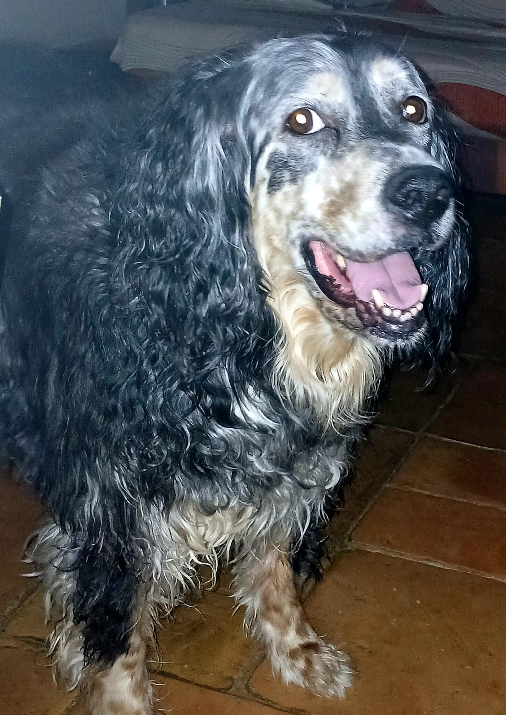Customer photo review of Croquettes de volaille riches en ingrédients frais - Moy. / Grande taille (Chien adulte)