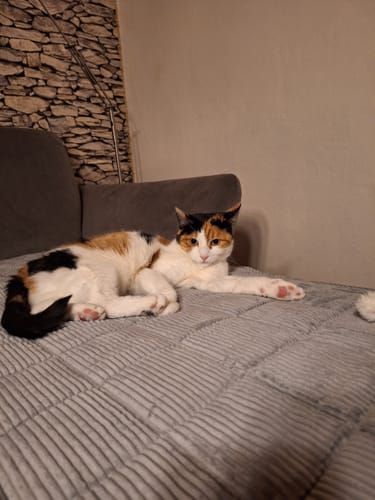 Customer photo review of Sofa Guard - Soft in Aktion
