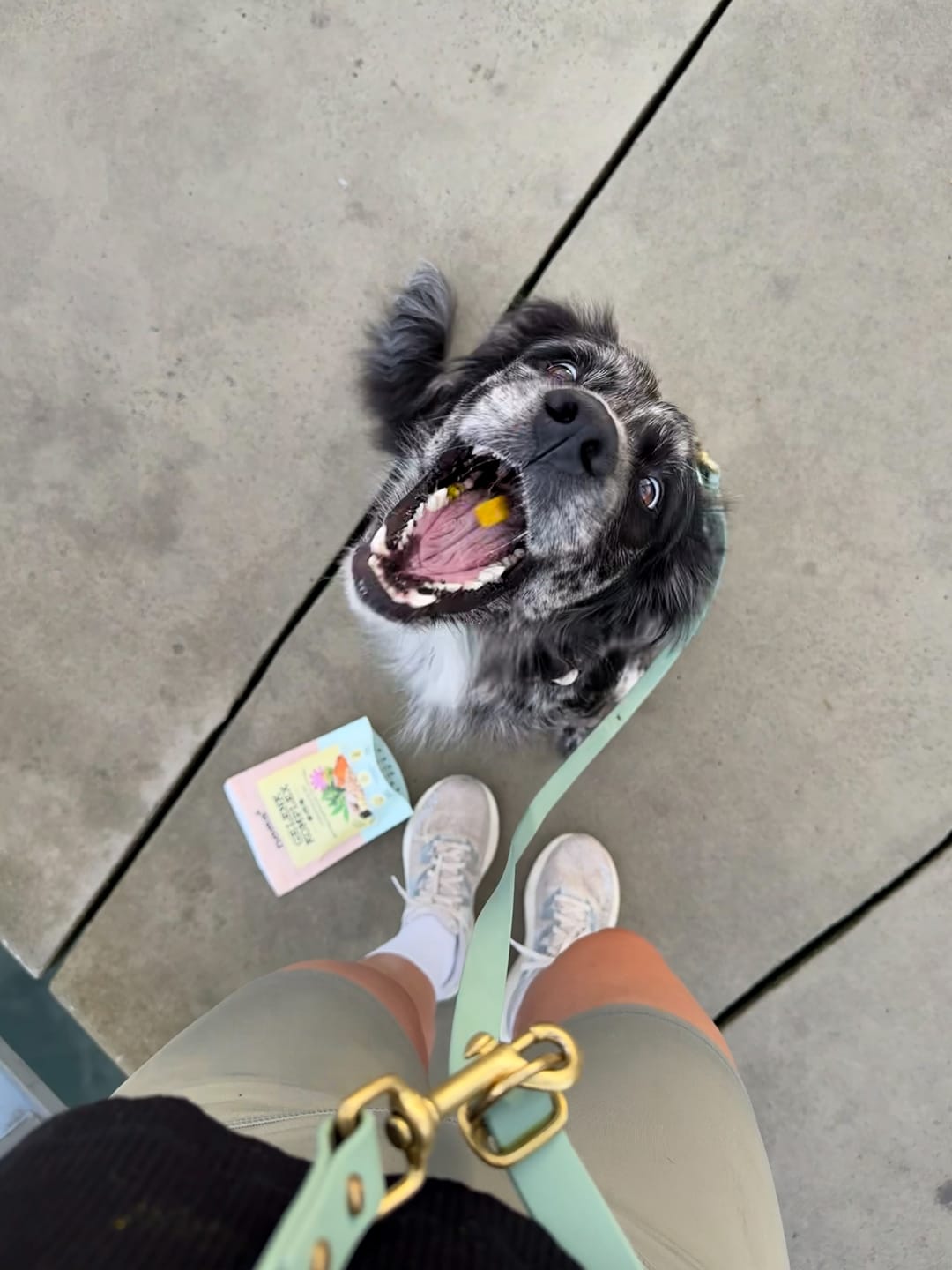 Customer photo review of Gelenk-Komplex für Hunde