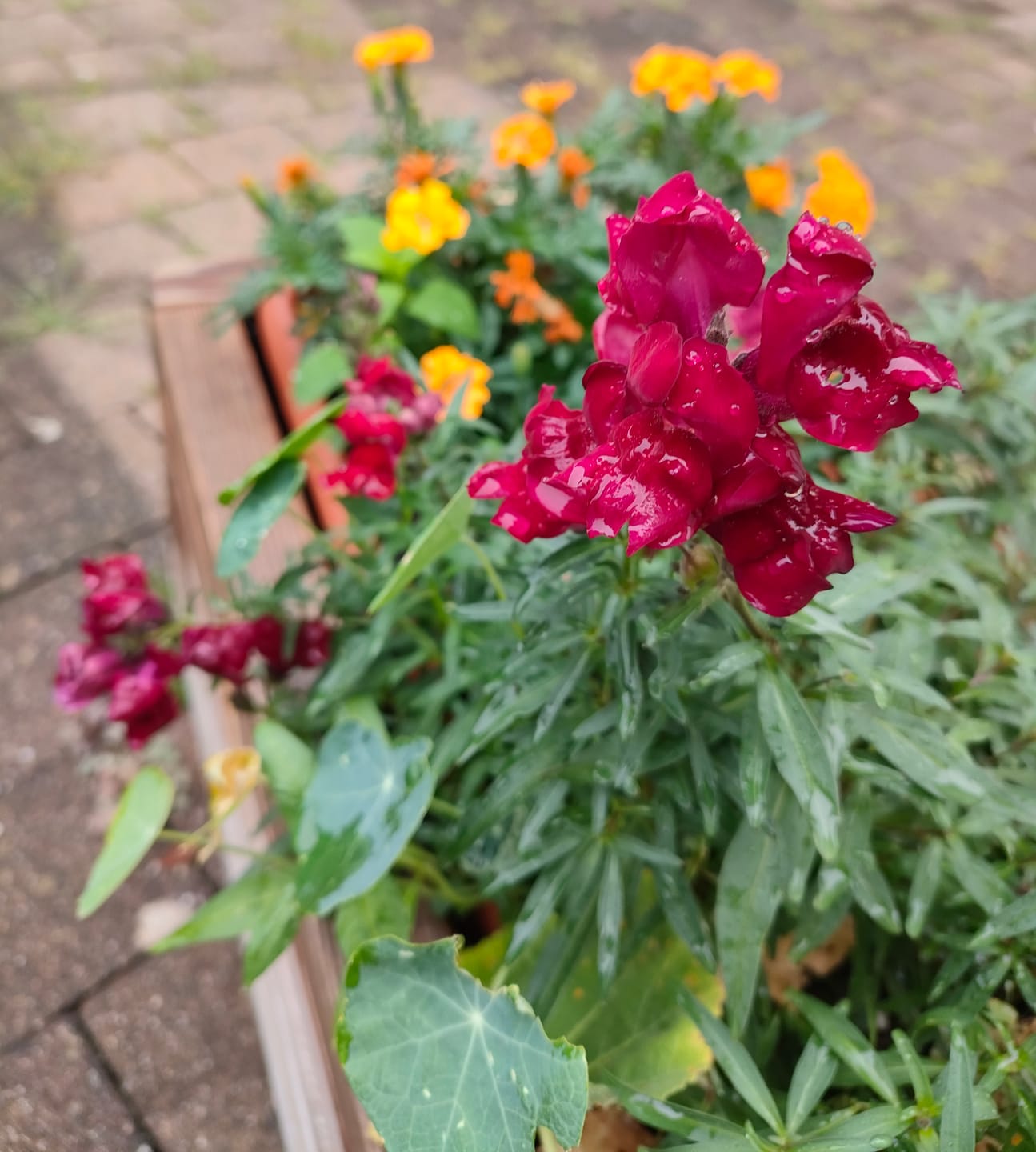 Customer photo review of Löwenmäulchen Rot ‘Black Prince‘