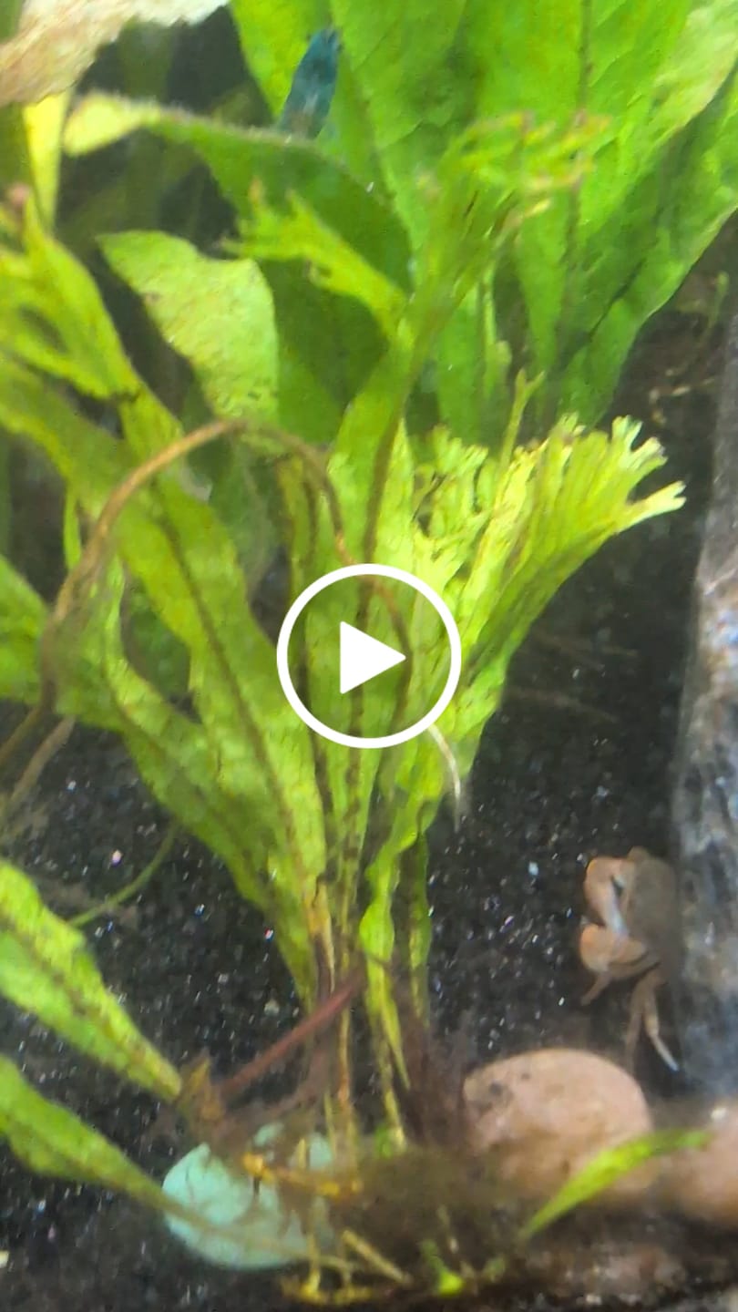 Customer video review of Freshwater Pom Pom Crab (Ptychognathus barbatus)