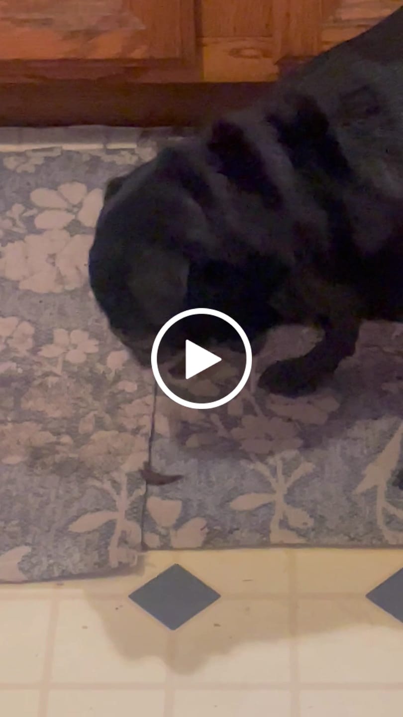 Customer video review of Ostrich Chips with Butternut (2.5oz): The Flavorful, Hypoallergenic Treat for Dogs with Sensitive Stomachs