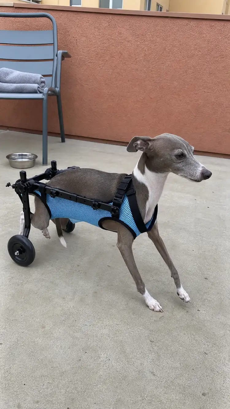 Customer photo review of JoyStride Dog Wheelchair for Small & Medium Breeds