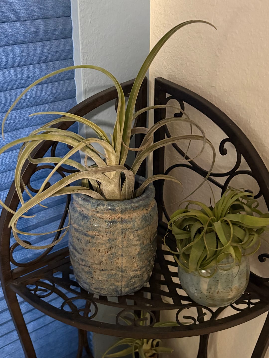 Customer photo review of Air Plant Mystery Box  Curated Tillandsia Collection  5 Tiers Available