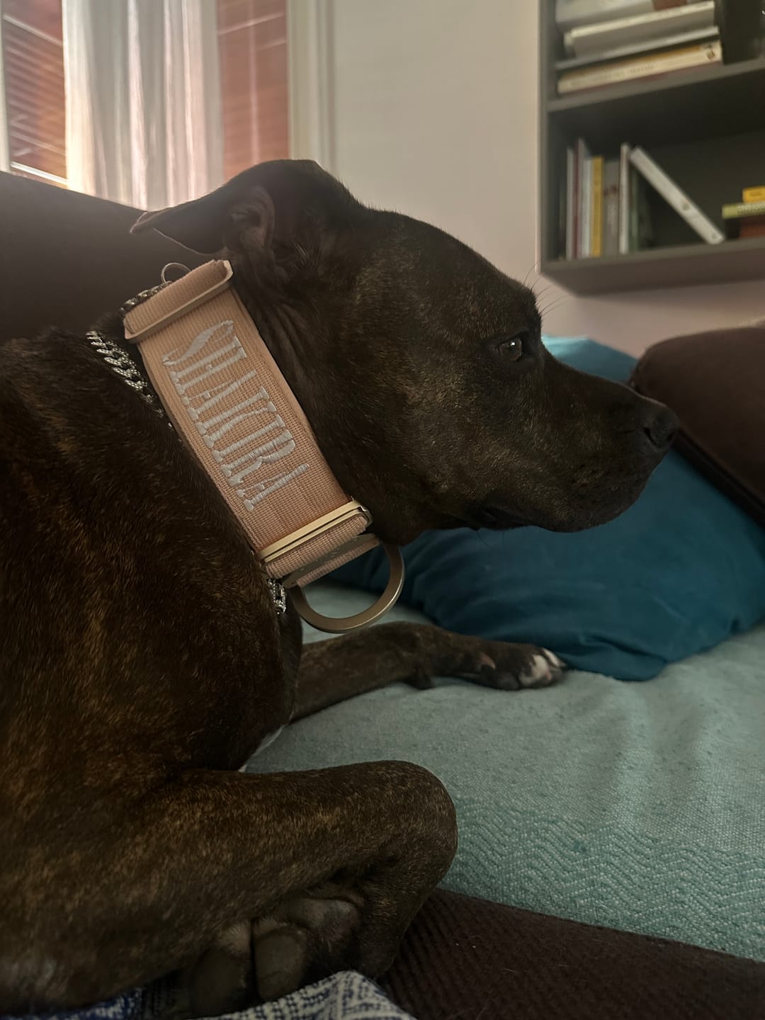Customer photo review of Collare Crime 5cm