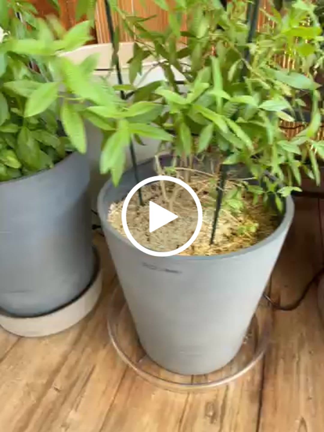 Customer video review of Boum Unterteller mit Rädern für Topf 15 L Pro