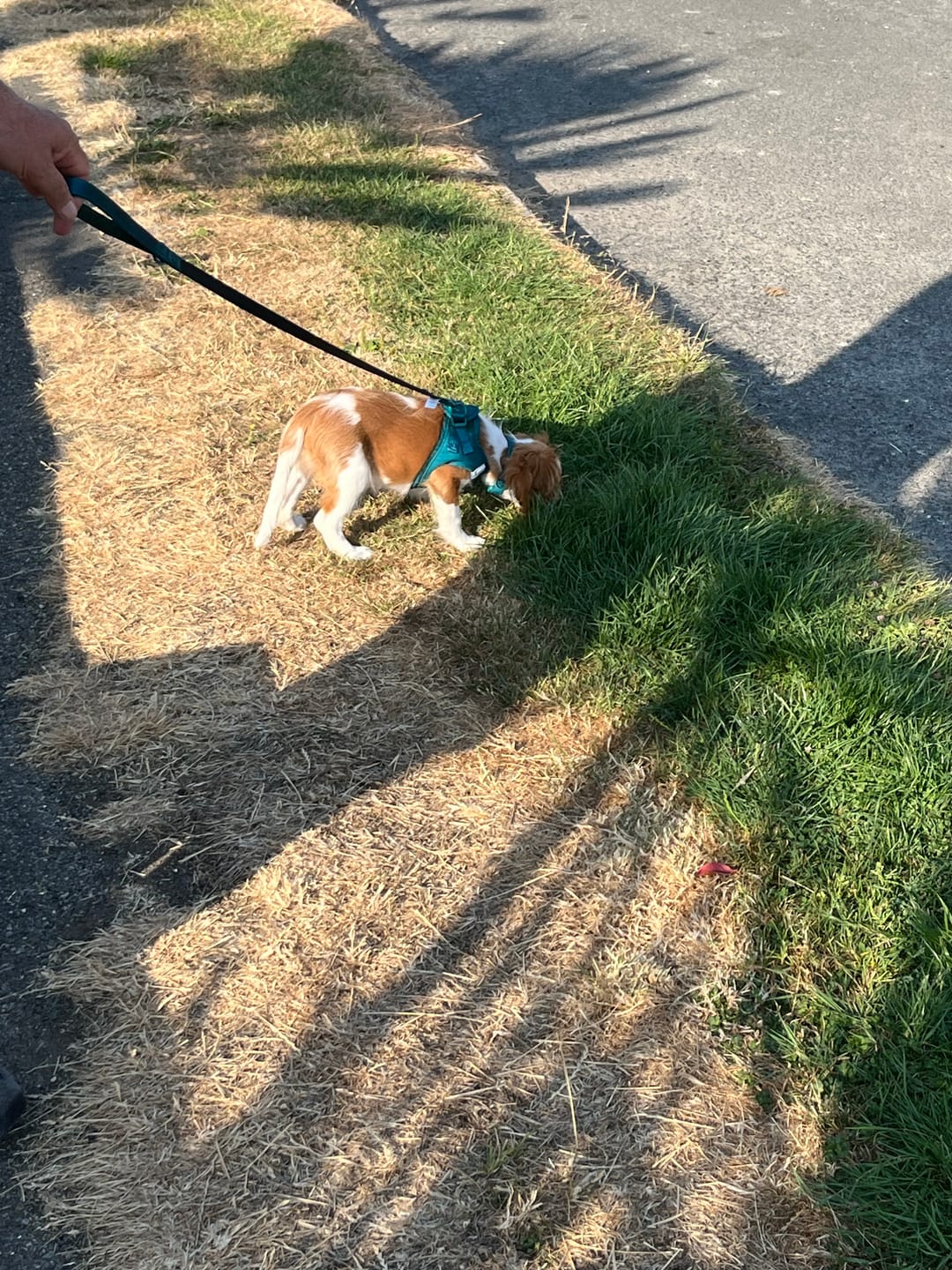 Customer photo review of Pawsome Pup Harness - Emerald
