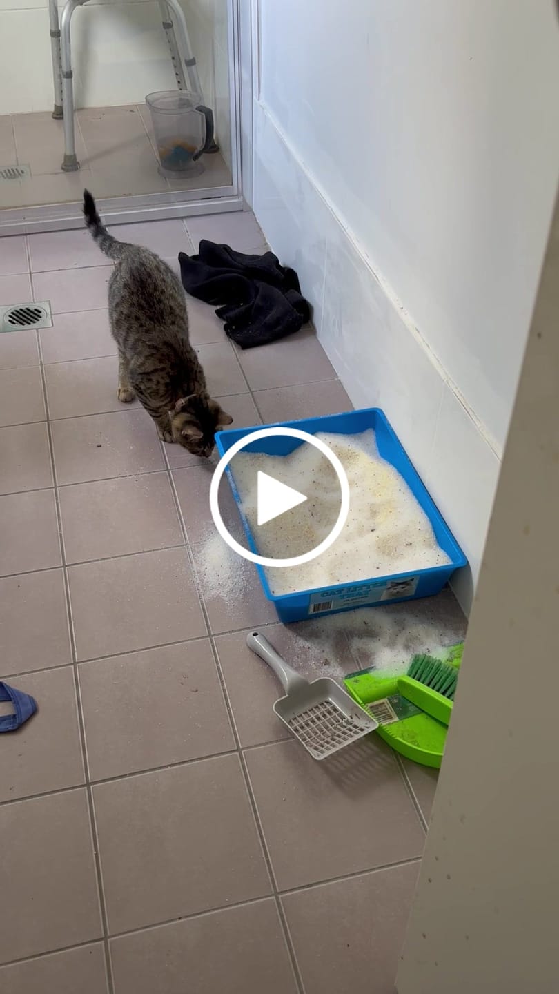 Customer video review of Fit Litter