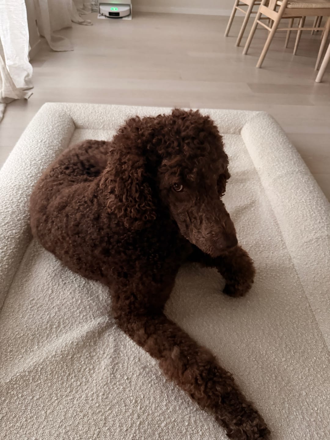 Customer photo review of Bouclé Bed White X-Large