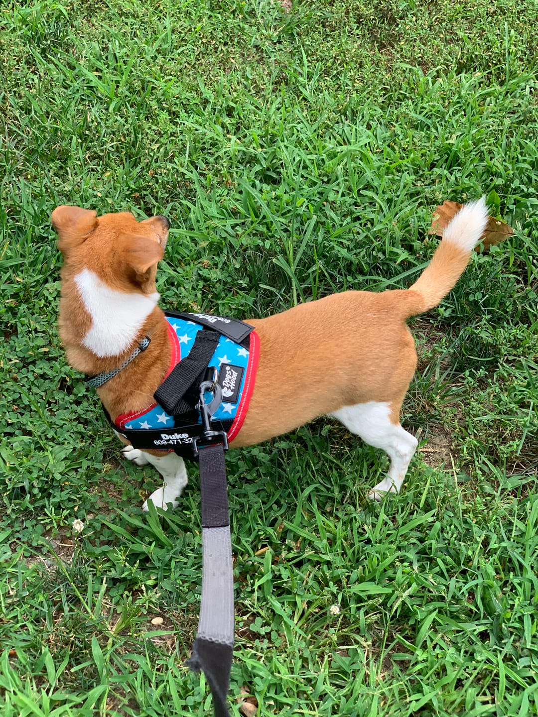 Customer photo review of Dogshood ™ Easy On
