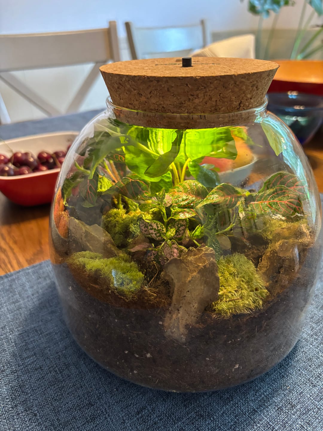 Customer photo review of Light Up Terrarium Kit