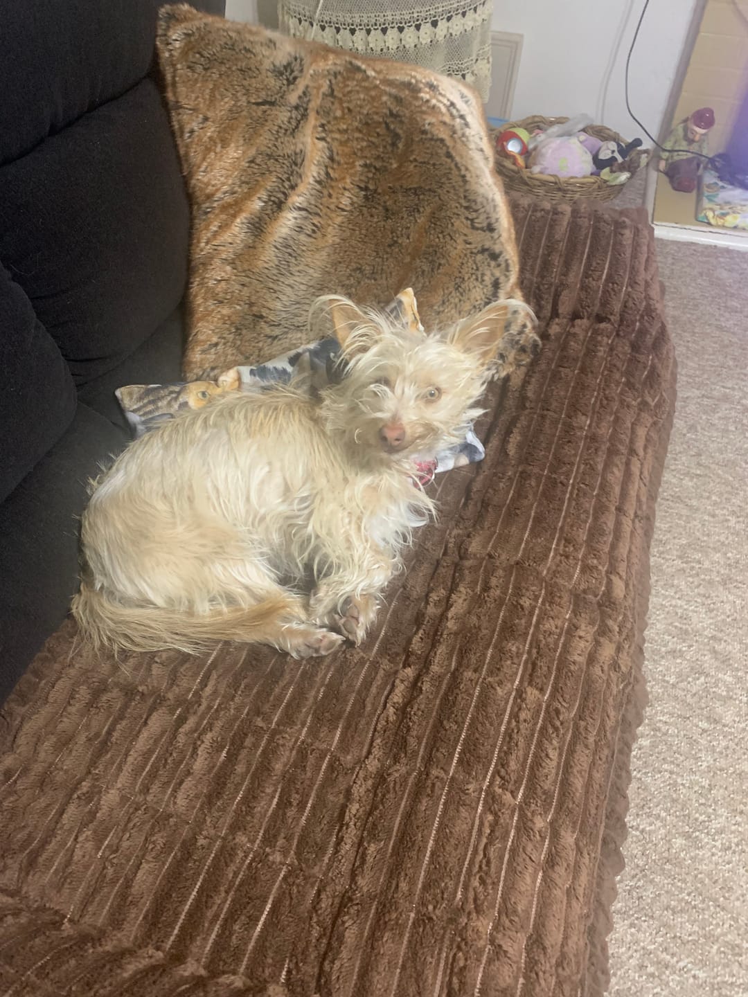 Customer photo review of CouchCloud - Couch Covers