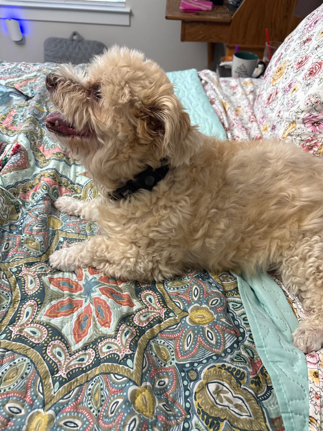 Customer photo review of FurLife™ 12 Months Flea and Tick Free