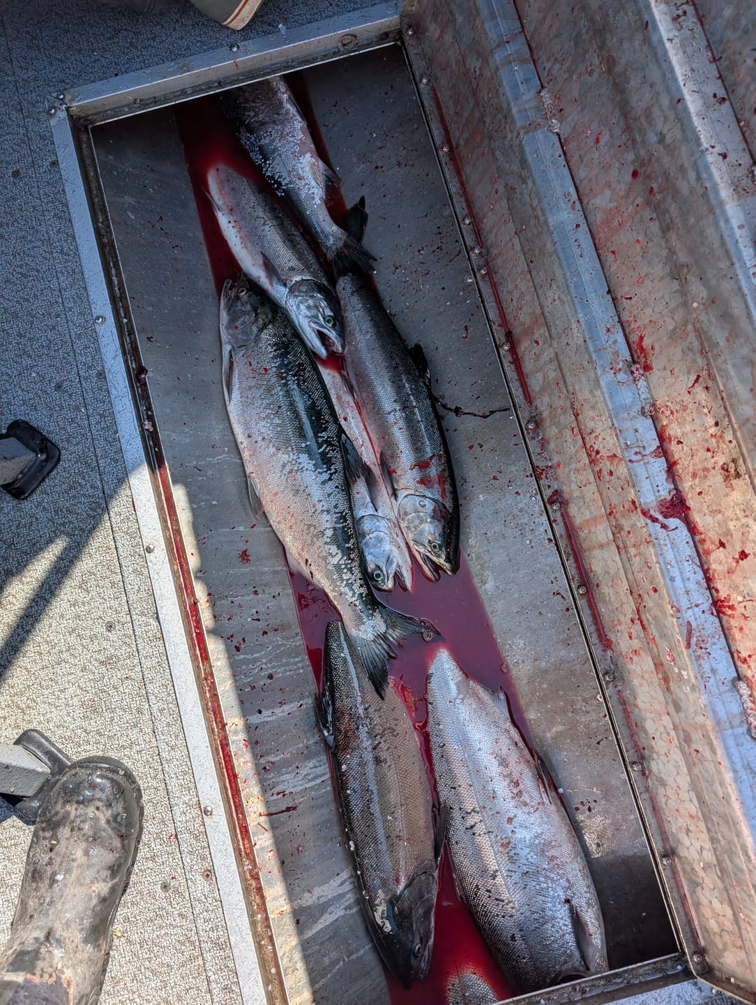 Customer photo review of Simon Mono Spinners - Soft Salmon Spinner