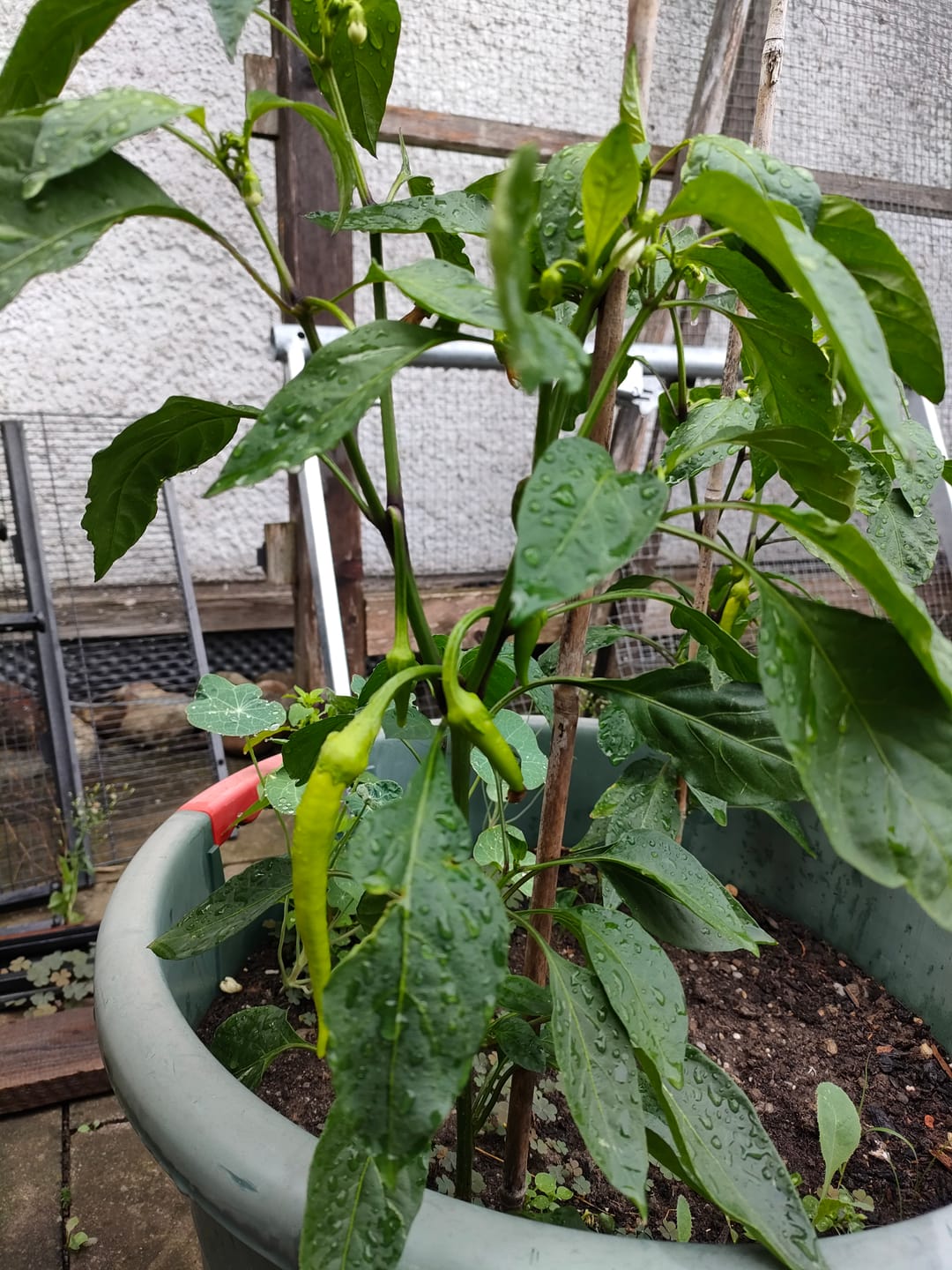 Customer photo review of Peperoni ‘Milder Spiral’