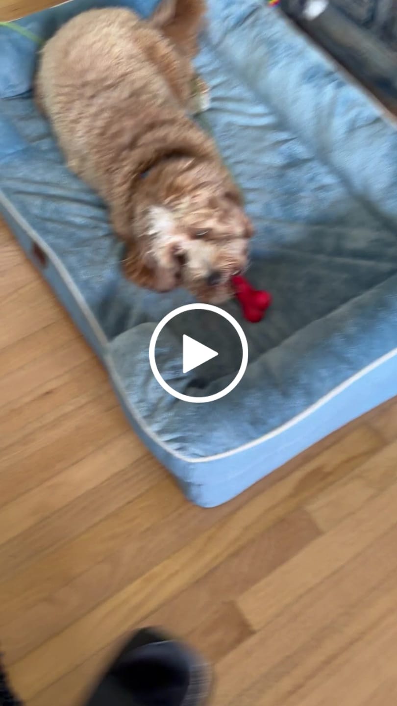 Customer video review of Ostrich Foot Bone (7" x 3.5"): The Flavorful & Long-Lasting Chew for Small to Medium Dogs