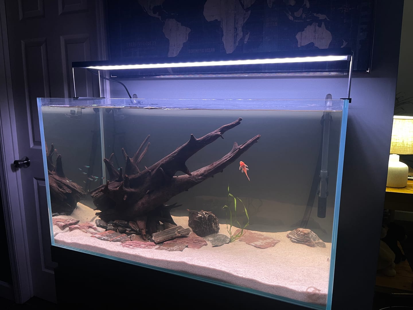 Customer photo review of Chihiros WRGB II Pro LED Light