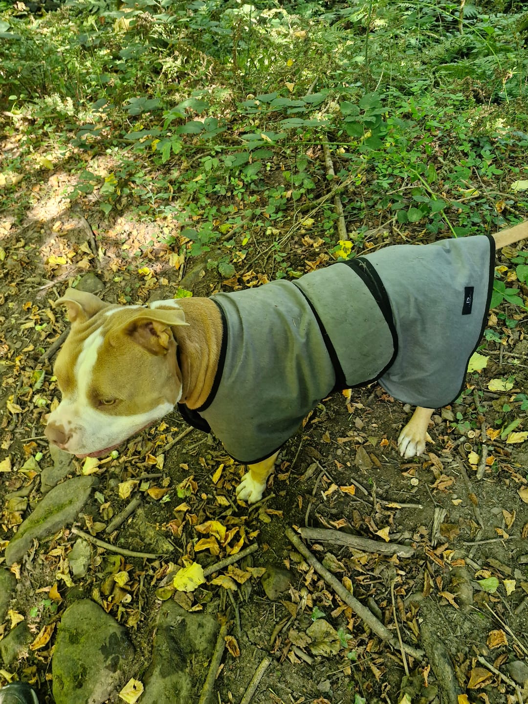 Customer photo review of Luxury Dog Cooling Coat
