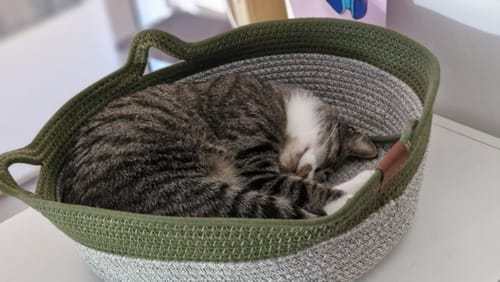 Customer's tabby cat sleeping soundly inside a green and grey rope Fellnest Katzenkorb cat basket.