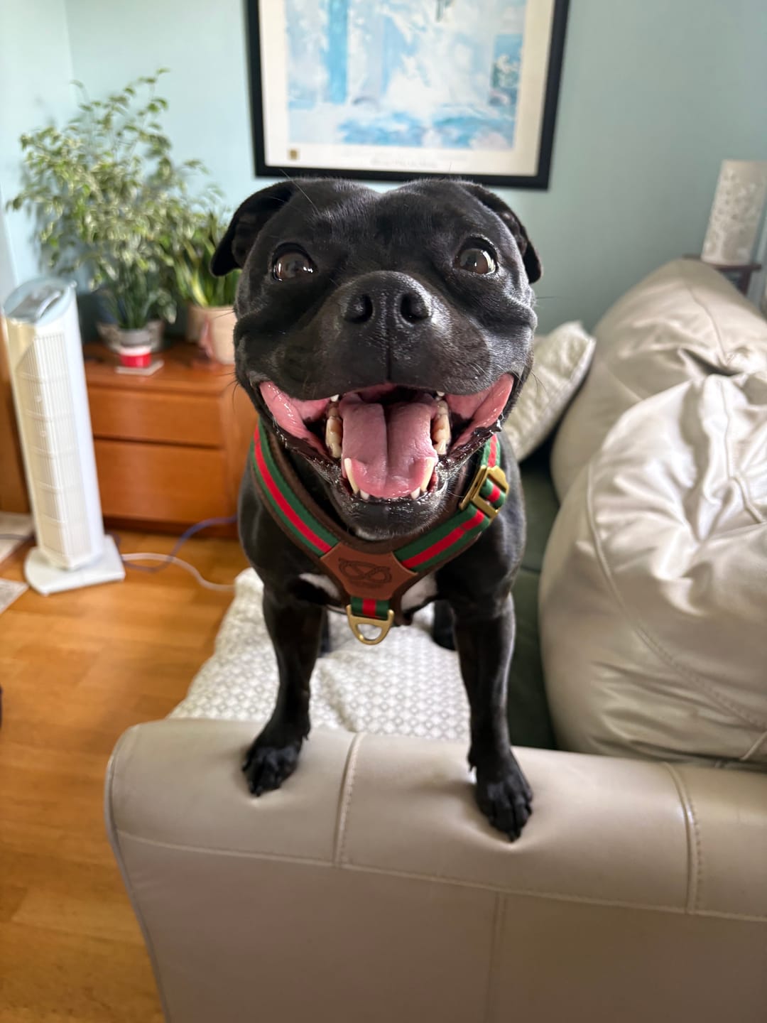 Customer photo review of Staffordshire Bull Terrier 1935® Harness & Leash Set - Rosso Verde Edition