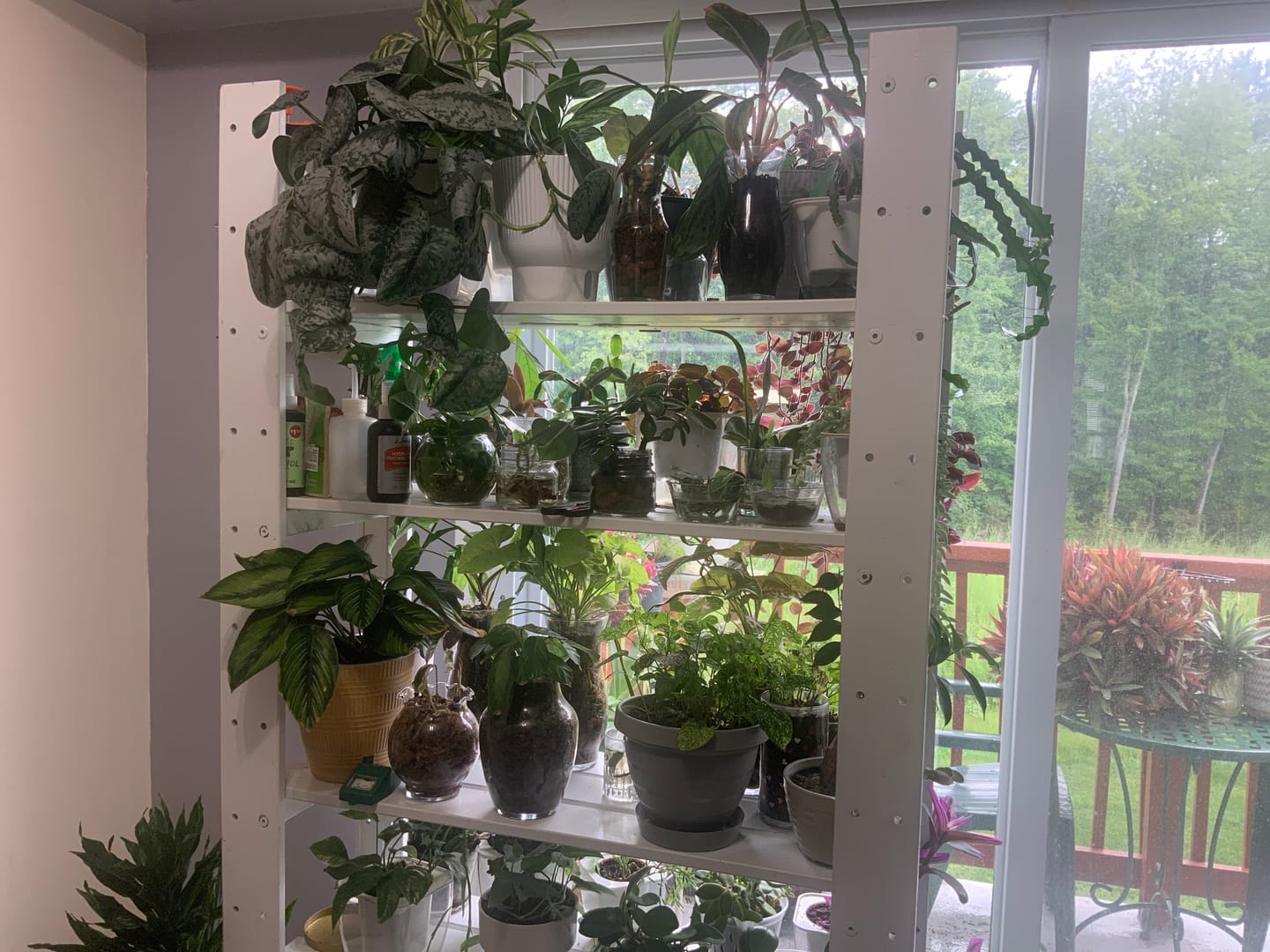 Customer photo review of Plant Juice