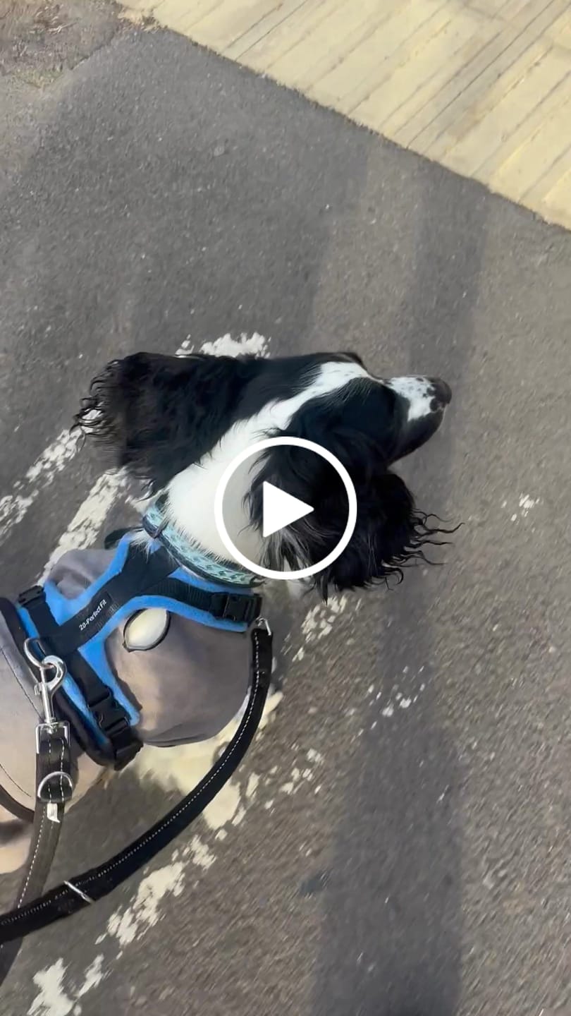 Customer video review of Luxury Dog Cooling Coat